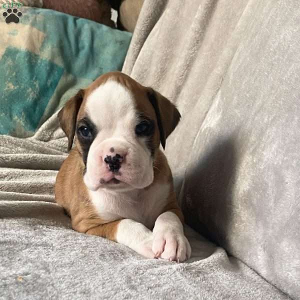 Bruno, Boxer Puppy